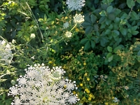 74211 - Flowers at Clayt French Park   Each New Day A Miracle  [  Understanding the Bible   |   Poetry   |   Story  ]- by Pete Rhebergen